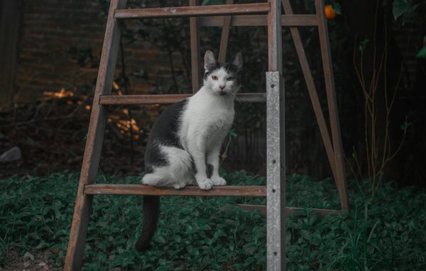 Descubre cómo el contacto con la naturaleza mejora tu bienestar emocional: ¡explora sus beneficios!